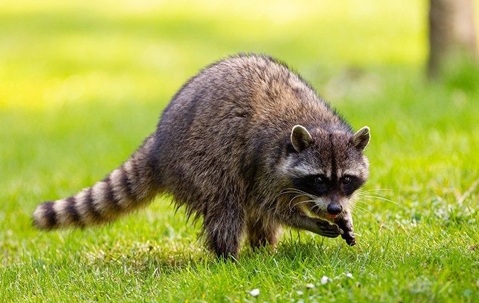 Racoon