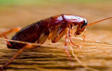 Cockroach crawling on a broom in a Kitchen in The Village, FL