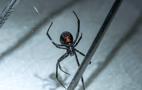 Black Widow Spider in The Villages, FL