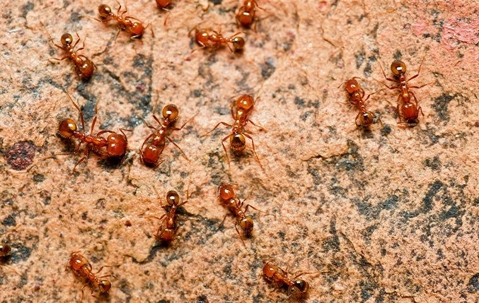 fire ants crawling outside a home