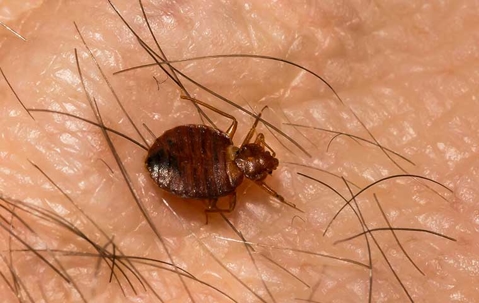 a bed bug crawling on human skin