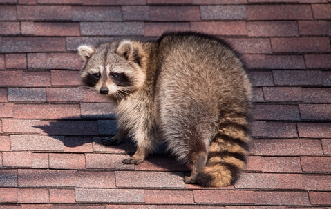 Raccoon invading a house