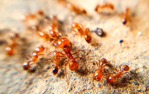 Fire Ants crawling on the ground in The Villages, FL