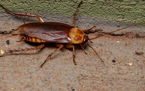 american cockroach