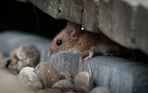 a mouse in a basement