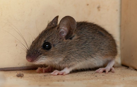 house mouse hiding in pantry