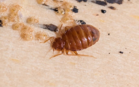 bed bug on bed headboard