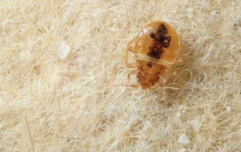 a bed bug on a carpet