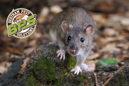 “Rodent pest control in The Villages Florida showing mouse activity, attic entry points and residential pest issues with Bertram Pest Solutions.”