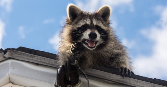 Don't let wildlife damage your home