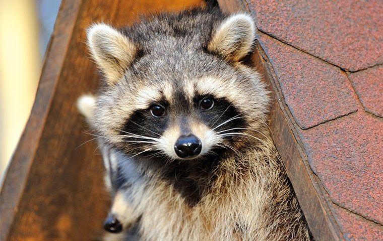 raccoon