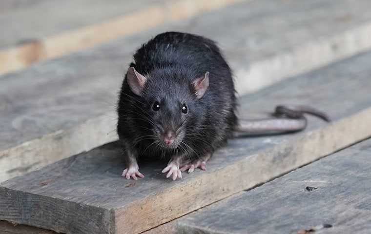 rat